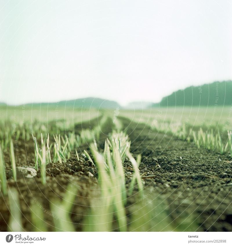 Junge Triebe Landschaft Erde Frühling Feld Wachstum hell Zeit grün Ferne nachhaltig Landwirtschaft Farbfoto Außenaufnahme Nahaufnahme Menschenleer