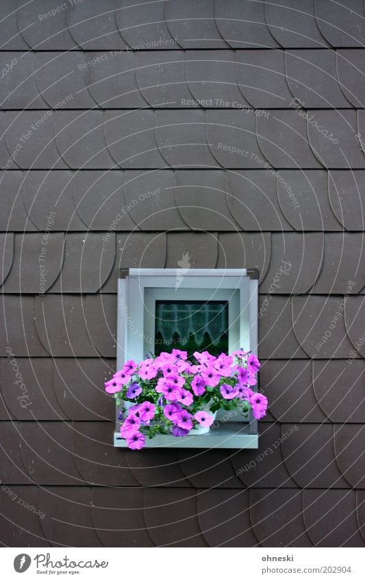 Pink Plants Pflanze Blume Blüte Topfpflanze Haus Fassade Fenster rosa Fensterbrett Schindel Petunie Farbfoto mehrfarbig Außenaufnahme Textfreiraum oben