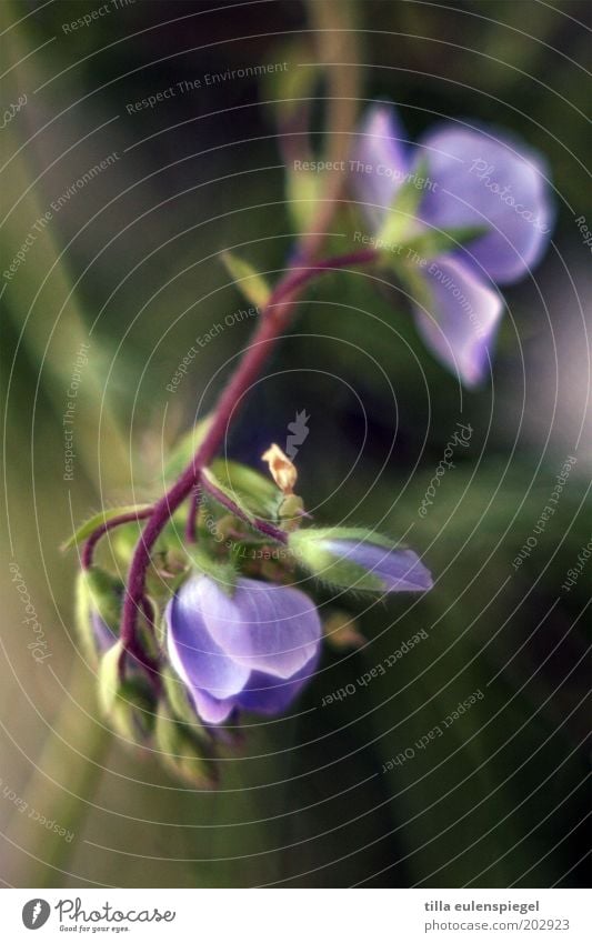 violett Sommer Natur Pflanze Frühling Blume Blüte Wiese Blühend wild grün Farbe Umwelt Vergißmeinnicht Unschärfe Textfreiraum unten Schwache Tiefenschärfe