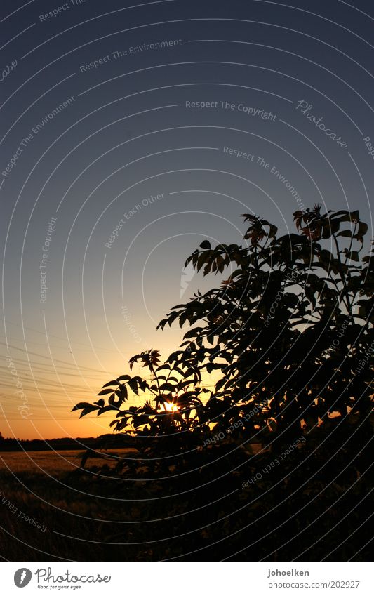 Scherenschnitt Natur Wolkenloser Himmel Sonnenaufgang Sonnenuntergang Schönes Wetter Menschenleer leuchten blau gold schwarz Romantik ruhig Idylle