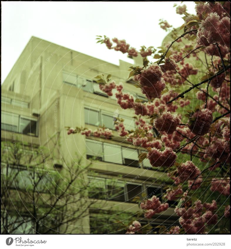 Es kommt drauf an, was man draus macht. Baum Gebäude Fassade Beton dreckig Sechziger Jahre Siebziger Jahre Studium Leuven Blüte Frühling Gegenteil massiv