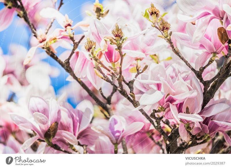 Magnolienblüten Design Garten Natur Pflanze Frühling Schönes Wetter Blume Sträucher Blatt Blüte Park Blühend rosa weiß Magnoliengewächse April Mai beeindruckend