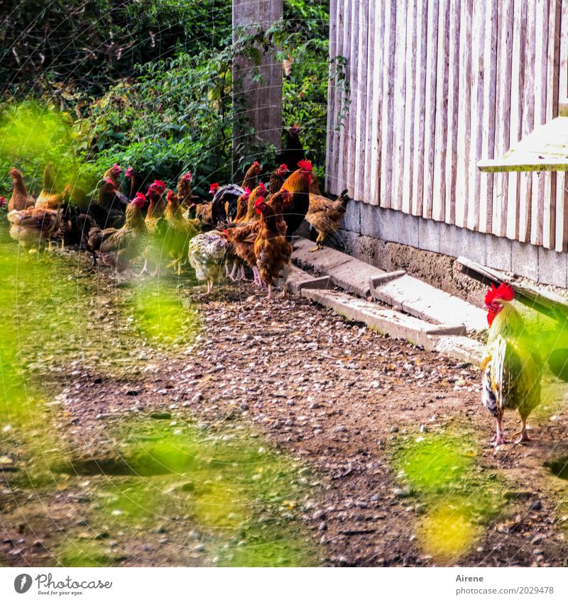 Was hat er, was ich nicht habe? Landwirtschaft Forstwirtschaft Hühnerhof Bauernhof Natur Dorf Tier Haustier Vogel Haushuhn Hühnerstall Hahn 1 Tiergruppe