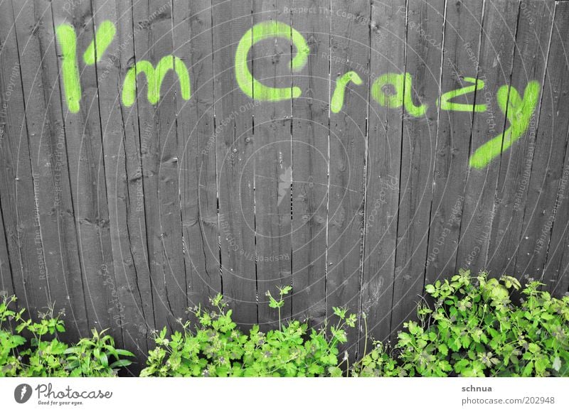 I'm crazy Lifestyle Freude Kunst Pflanze Fassade Garten Holz Schriftzeichen Graffiti außergewöhnlich einzigartig verrückt wild grün Gefühle Stimmung