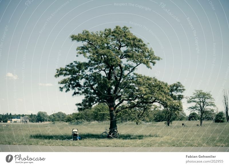 im grünen Ausflug Sommer Umwelt Natur Schönes Wetter Baum Park Berlin Flughafen Erholung Romantik Gelassenheit ruhig entdecken Idylle rein anlehnen Farbfoto