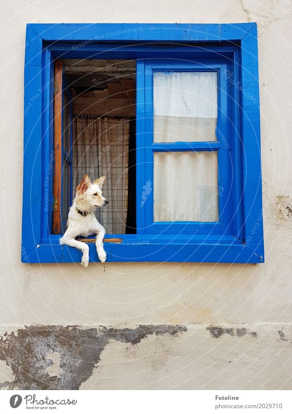 He Keule was geht? Haus Mauer Wand Fassade Fenster Tier Haustier Hund Tiergesicht Fell 1 blau Blick Neugier Schnauze Ohr Pfote Fensterbrett Fensterscheibe