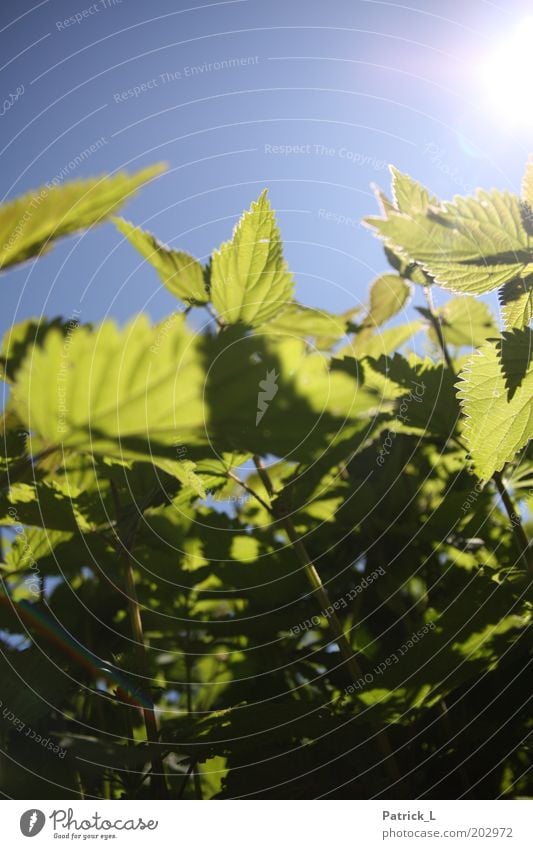 Urtica Natur Wolkenloser Himmel Sonnenlicht Schönes Wetter Pflanze Blatt Wildpflanze Brennnessel groß nah blau grün durcheinander Schatten hell-blau Silhouette