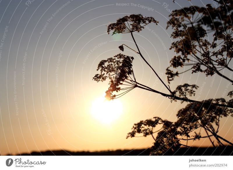 Gegenliebe Natur Pflanze Himmel Wolkenloser Himmel Sonne Sonnenaufgang Sonnenuntergang Sonnenlicht Sommer Schönes Wetter Blüte Wildpflanze Wiese Menschenleer