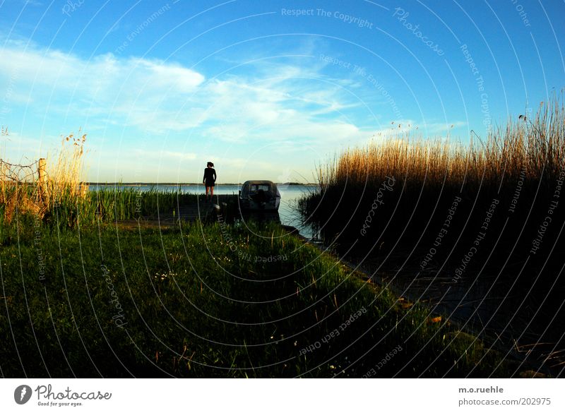 boddenblick Ferien & Urlaub & Reisen Ausflug Mensch 1 Natur Landschaft Horizont Schönes Wetter Schilfrohr Wiese Insel Darß Vorpommersche Boddenlandschaft Born