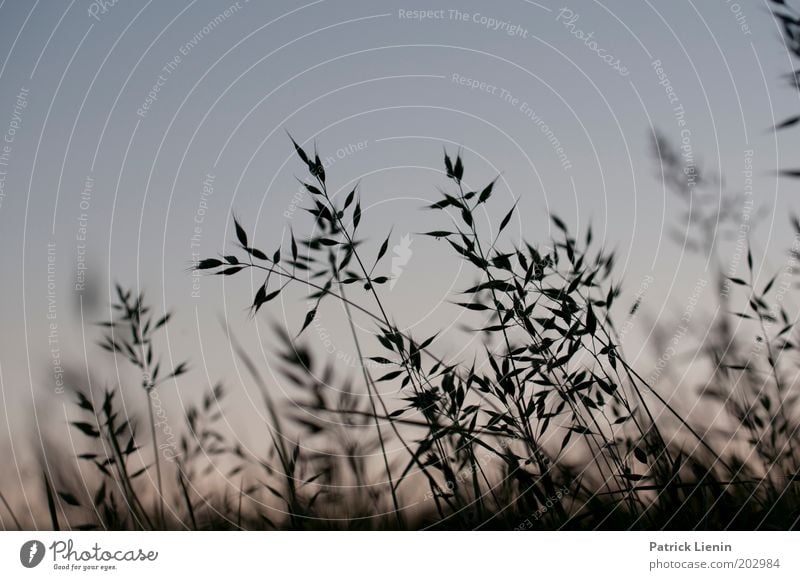 Zikadenhimmel Natur Wiese Abenddämmerung Gegenlicht Gras Grasland Graswiese Kontrast Himmel Pflanze blau ruhig schön dunkel Nahaufnahme Menschenleer