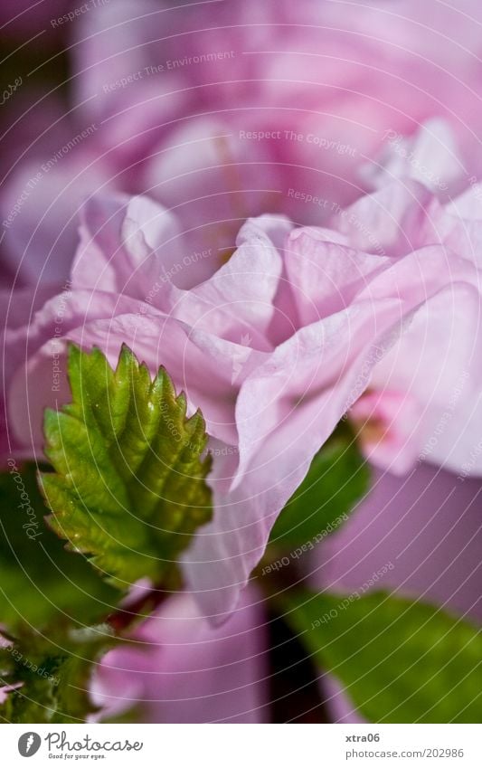 rosa mit grün Natur Pflanze Blume Sträucher Blatt Blütenblatt Farbfoto Nahaufnahme Detailaufnahme Makroaufnahme