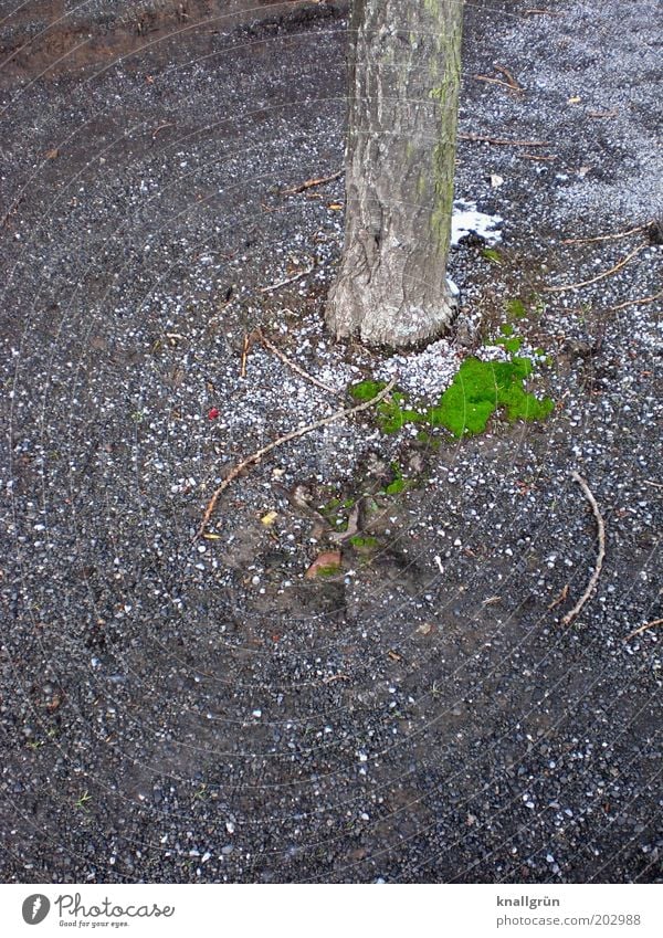 Beinprothese (Elefant) Natur Pflanze Erde Baum Baumstamm Moosteppich Rollsplitt grau grün Umwelt Ast Farbfoto Gedeckte Farben Außenaufnahme Menschenleer