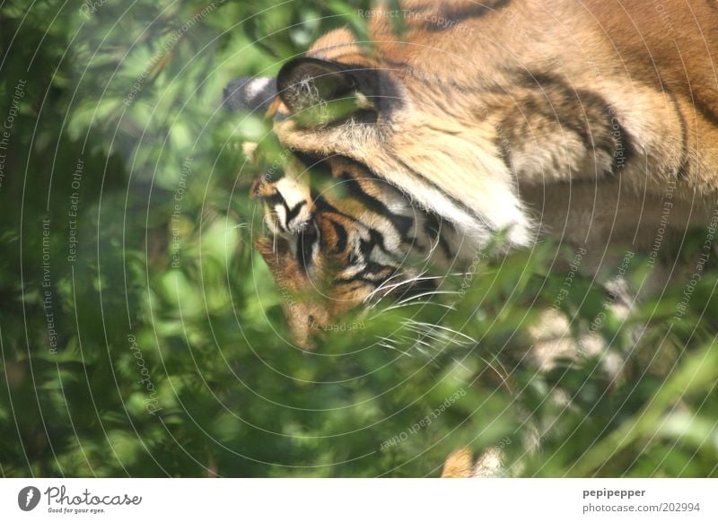 auf leisen sohlen Sommer Wärme exotisch Wald Urwald Menschenleer Tier Wildtier Fell Fährte 1 Jagd Aggression ästhetisch bedrohlich braun grün Farbfoto