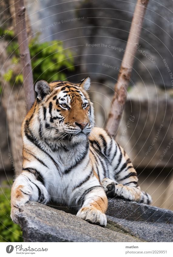 Ausguck Tier Tiergesicht Fell Krallen Pfote 1 beobachten sitzen wild braun grau grün Tiger ruhig Farbfoto Außenaufnahme Menschenleer Tag Tierporträt Profil