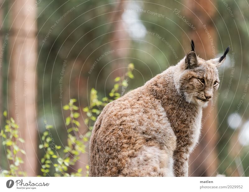 Mieze Natur Pflanze Tier Baum Wald Wildtier Tiergesicht 1 beobachten braun grün Ohr Luchs Farbfoto Außenaufnahme Menschenleer Textfreiraum links