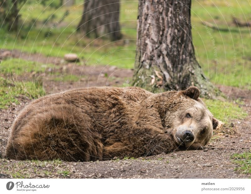 Frühjahrsmüdigkeit Baum Gras Wald Tier Tiergesicht Fell 1 beobachten liegen braun grün Bär ruhen schlafen Kuscheln Farbfoto Menschenleer Textfreiraum links