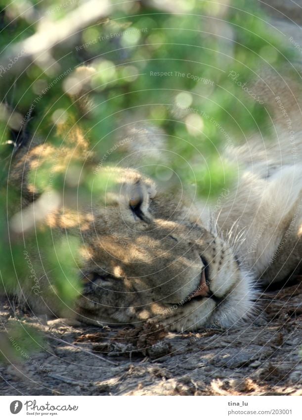 lion in addo Tier Kapstadt Südafrika Wildtier Tiergesicht Löwe elegant exotisch kuschlig listig Farbfoto Menschenleer Tierporträt Blick liegen Kopf Versteck