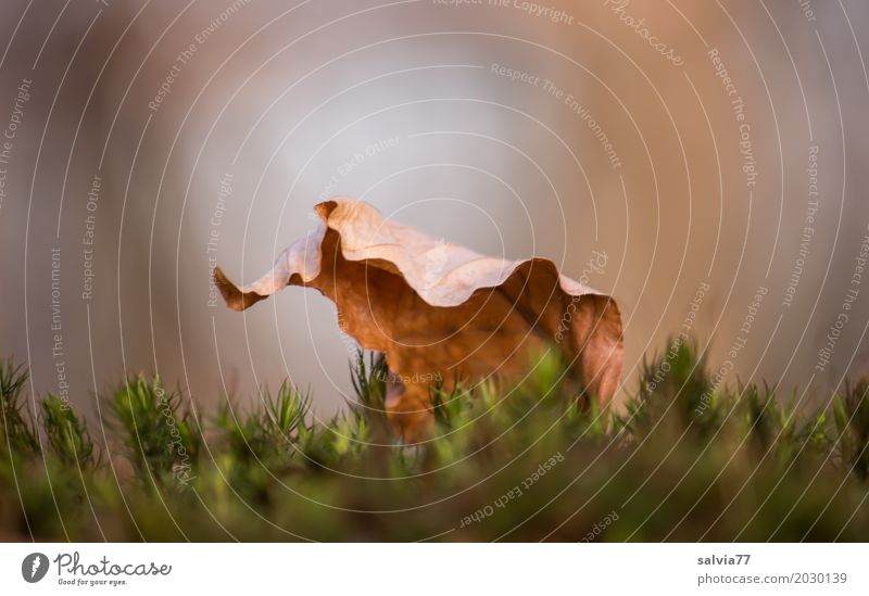 herbstlich(t) Umwelt Natur Pflanze Erde Frühling Herbst Moos Blatt welk Wald braun grün ruhig Einsamkeit Ende Hoffnung Vergänglichkeit Wandel & Veränderung