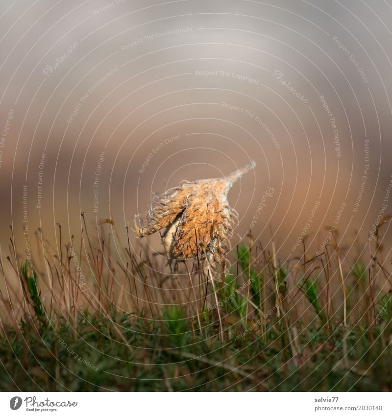 Abstandhalter Umwelt Natur Pflanze Erde Frühling Herbst Moos Frucht Buchecker Wald natürlich weich braun grau grün Hoffnung Leichtigkeit ruhig Ziel