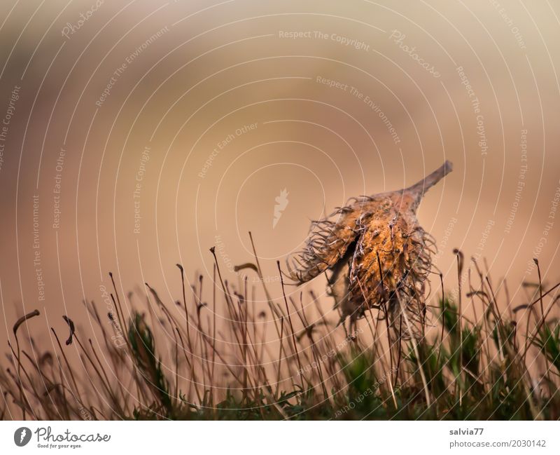 weiche Landung Umwelt Natur Pflanze Erde Herbst Moos Buchecker Frucht Wald liegen natürlich oben stachelig braun grau grün Beginn Idylle Leichtigkeit