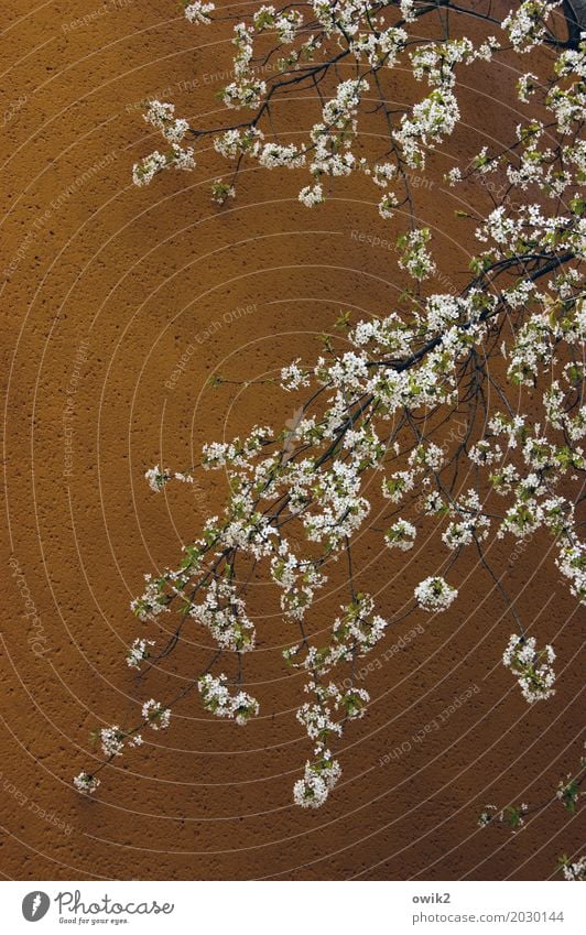 Lichtblick Frühling Pflanze Blüte Zweig Baumblüte Mauer Wand Blühend Duft fantastisch Fröhlichkeit Gesundheit Zusammensein viele braun weiß Lebensfreude