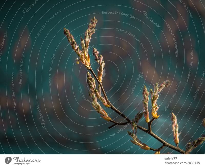 wachsen und gedeihen | Blütenknospen Natur Pflanze Frühling Baum Sträucher Felsenbirne Blühend Wachstum blau braun Farbfoto Außenaufnahme Nahaufnahme