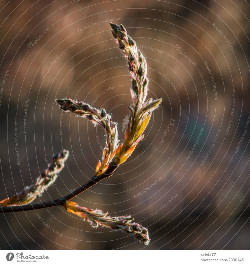 nach oben gebogen Umwelt Natur Pflanze Frühling Sträucher Blatt Blüte Felsenbirne Zweige u. Äste Blütenknospen Park Wachstum ästhetisch blau braun grau