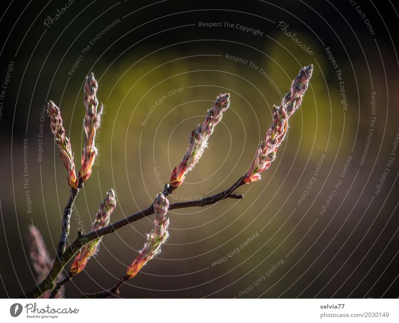 Felsenbirneblütenknospen Umwelt Natur Pflanze Frühling Baum Sträucher Blüte Zweig Park Wachstum braun gelb grau Beginn Blütenknospen sprießen Farbfoto