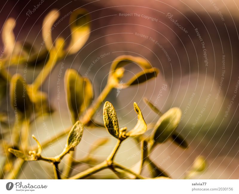 vergoldet Gesundheitswesen Alternativmedizin Natur Pflanze Herbst Sträucher Blatt Wildpflanze Mistel Zweige u. Äste braun grau ästhetisch bizarr einzigartig