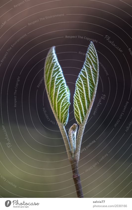 Symmetrie Natur Pflanze Frühling Baum Blatt Sträucher Baumschössling sprießen Blattadern Wald ästhetisch braun grau grün schwarz Beginn Zufriedenheit