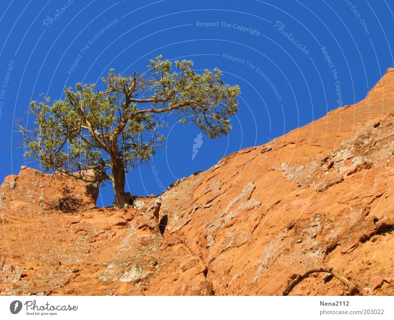 Einsam Sommer Natur Landschaft Erde Himmel Dürre Baum Felsen Stein trocken Einsamkeit Trockengebiet Pinie Rustrel gewachsen Kiefer Ockerfelsen Farbfoto