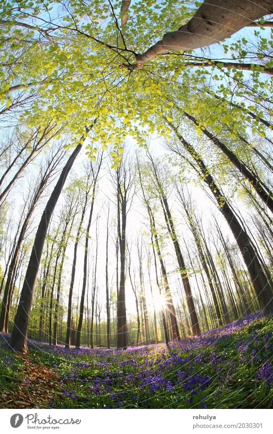 Sonnenschein im Frühling blühender Wald über Fischaugenblick Natur Landschaft Pflanze Baum Blume Blüte wild blau Buchsbaum Glockenblume Hyazinthe purpur violett