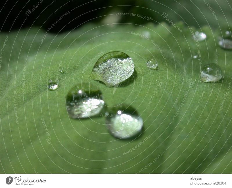 Naturtränen Blatt Pflanze grün Wassertropfen Detailaufnahme Nahaufnahme