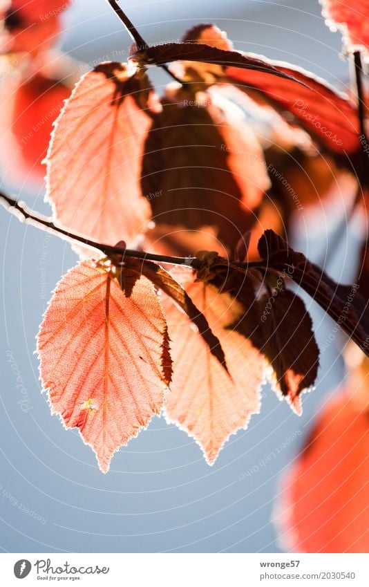 Frühlingsgefunzel II Natur Pflanze Himmel Schönes Wetter Sträucher Blatt Nutzpflanze Haselnussblatt dünn natürlich blau braun mehrfarbig rot durchscheinend