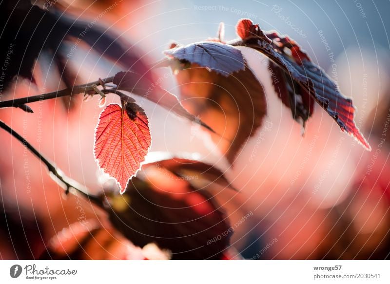 Frühlingsgefunzel III Natur Pflanze Sträucher Blatt Haselnussblatt blau braun mehrfarbig rot Stimmung Frühlingsgefühle Gegenlicht Querformat rotbraun