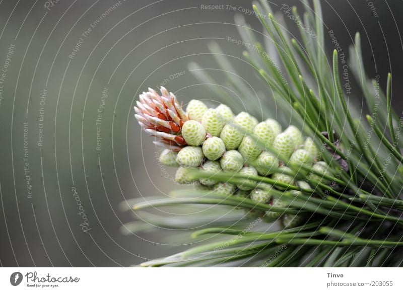 Kiefernzapfen Natur Frühling Pflanze dünn Spitze stachelig Wachstum Kiefernnadeln Fortpflanzung Samen Zapfen Trieb Duft frisch Farbfoto Außenaufnahme