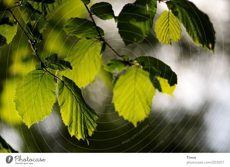 Buchenblätter Natur Frühling Schönes Wetter Pflanze Blatt Grünpflanze dunkel frisch grün Buchenblatt Pflanzenteile durchscheinend Blattadern Zweig Farbfoto