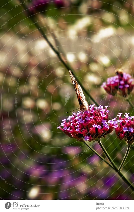 Nahrungsaufnahme Umwelt Natur Pflanze Tier Sonne Sonnenlicht Frühling Sommer Klima Schönes Wetter Wärme Blume Blüte Wildpflanze Stengel Garten Park Wildtier