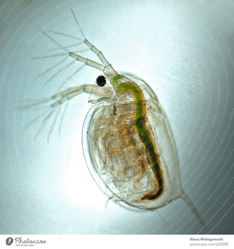 Wasserfloh im Durchlicht bei ca 25facher Vergrößerung Wissenschaften Tier 1 blau gelb grün schwarz Darm durchsichtig Mikrofotografie Farbfoto Experiment