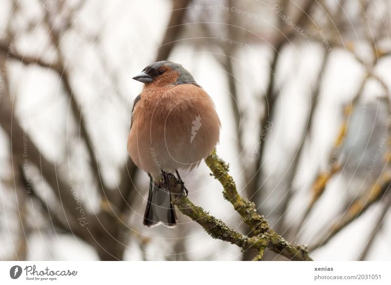 Buchfink sitzt  im kahlen Baum und schaut nach links Vogel Ast Tier Frühling Garten Park Blick sitzen grau orange Feder chaffinch Nahaufnahme Ganzkörperaufnahme