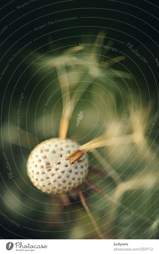 Weggepustet Umwelt Natur Pflanze Löwenzahn natürlich schön grün weiß Wachstum Farbfoto Außenaufnahme Nahaufnahme Detailaufnahme Makroaufnahme Menschenleer Tag