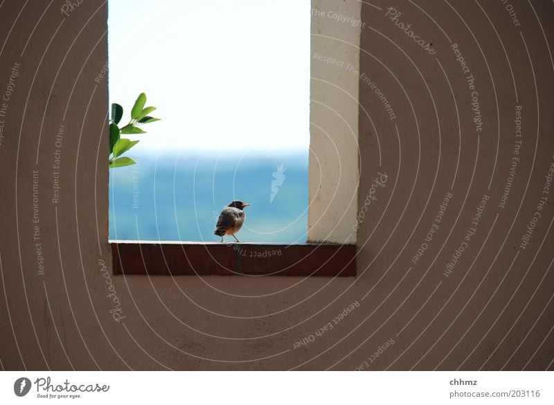 Weite Welt Landschaft Himmel Horizont Pflanze Blatt Mauer Wand Fenster Tier Vogel 1 Blick sitzen warten Neugier Interesse Hoffnung Ferne Zweig Aussicht Amsel