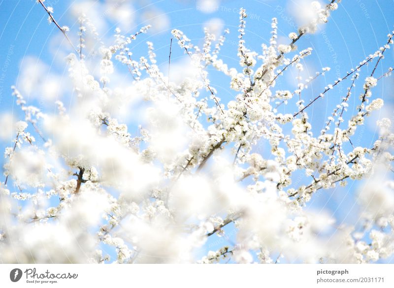 Schlehenfeuer Leben Hochzeit Natur Pflanze Sonnenlicht Frühling Sträucher Blüte Nutzpflanze Schwarzdorn Garten Blumenstrauß Blühend Duft Erholung glänzend