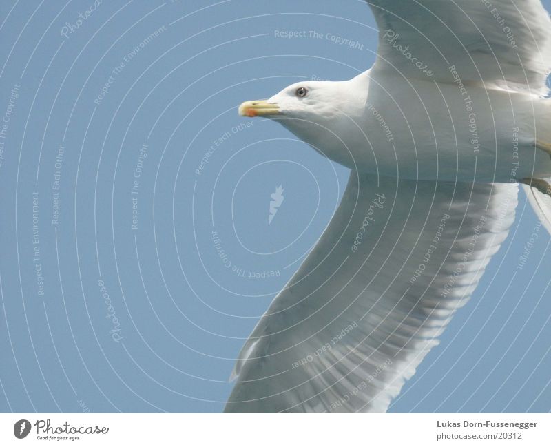 Möve Vogel Meer Möve im Flug Natur Vogelflug