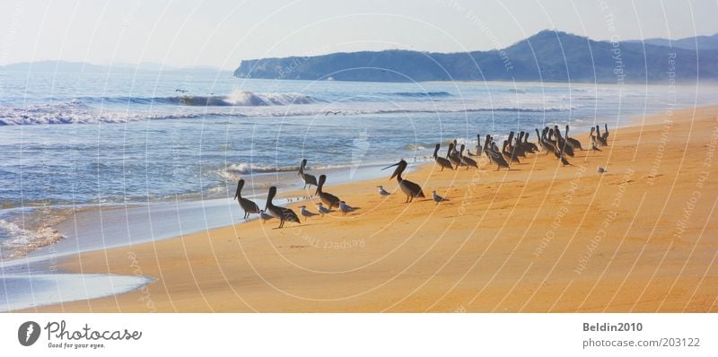 Beachboys Freiheit Strand Meer Umwelt Natur Sand Luft Wasser Himmel Horizont Sonne Sommer Klima Schönes Wetter Wärme Wellen Küste Pazifikstrand Tier Wildtier