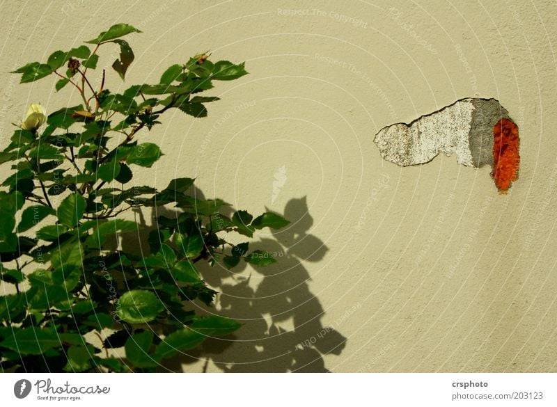 Kleiner Piepmatz der die Blumen giesst Pflanze Sträucher Mauer Wand Stein gelb Penis urinieren Farbfoto Außenaufnahme Menschenleer Textfreiraum rechts Tag Licht