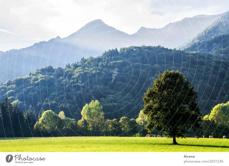 It's a wonderful world Ferien & Urlaub & Reisen Ausflug Berge u. Gebirge wandern Landschaft Schönes Wetter Baum Wiese Wald Alpen Gipfel Weide Nutztier Kuh