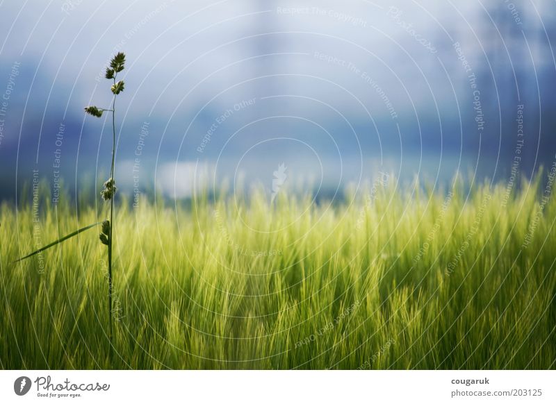 Am Feldrand Umwelt Natur Landschaft Pflanze Himmel Horizont Frühling Sommer Schönes Wetter Gras Grünpflanze Nutzpflanze Wildpflanze ästhetisch Stimmung ruhig