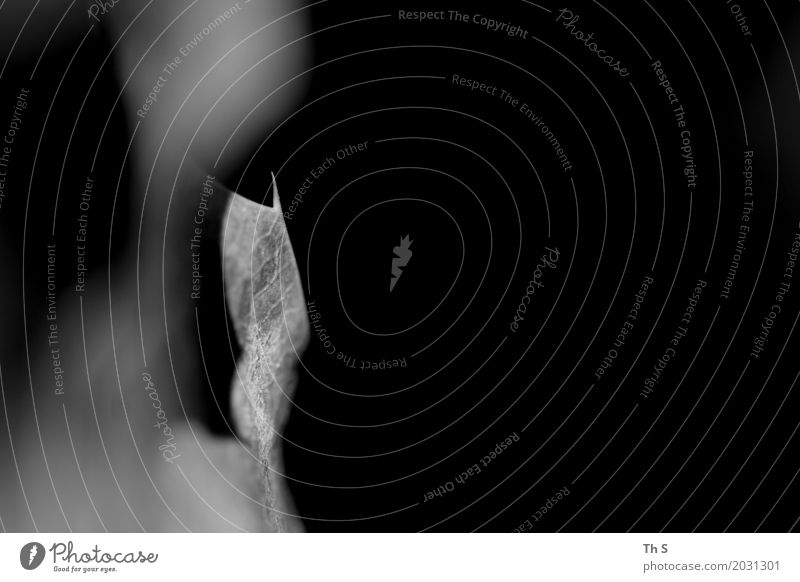 Blatt Natur Pflanze Frühling Sommer Herbst Winter Bewegung ästhetisch authentisch einfach elegant natürlich Spitze grau schwarz weiß Gelassenheit geduldig ruhig