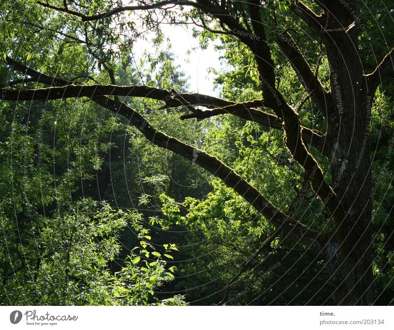 Sommer am Rande der großen Stadt Wald Baum Sträucher grün Urwald Gegenlicht Außenaufnahme Sonne Ast alt durcheinander Pflanze Sonnenstrahlen Lichteinfall